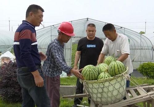 山芋群众吃瓜视频,揭秘农村生活趣味瞬间