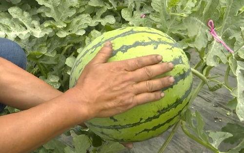 山芋群众吃瓜视频,揭秘农村生活趣味瞬间