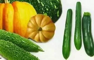 吃秋瓜视频大全,视频大全带你领略秋季美味时光