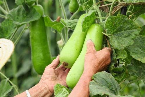 吃秋瓜视频大全,视频大全带你领略秋季美味时光