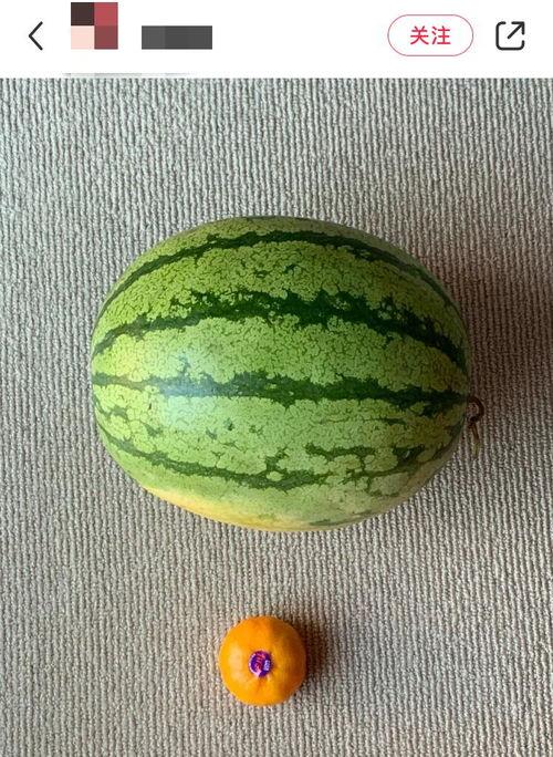 老外吃中国瓜视频,品尝地道美味，感受中华美食魅力