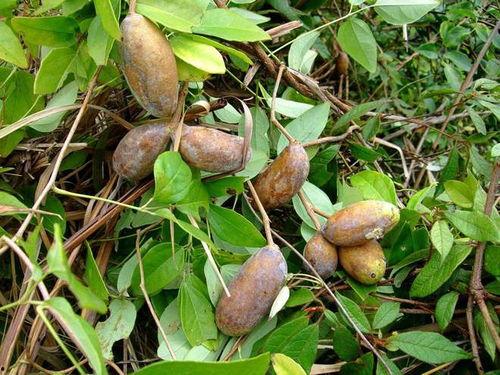 农村王四吃八月瓜视频,王四农村八月瓜美味之旅