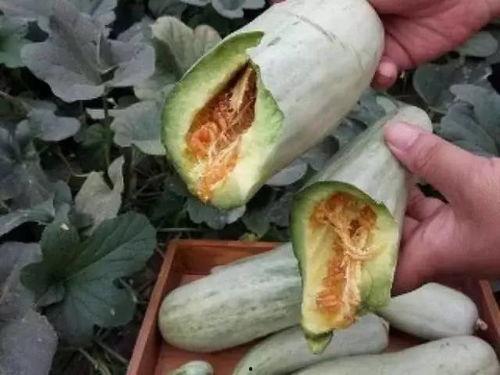 珍珠瓜要削皮吃吗视频,美味与健康的完美结合