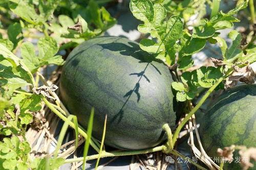 新乐田小姐吃瓜视频,揭秘娱乐圈幕后真相