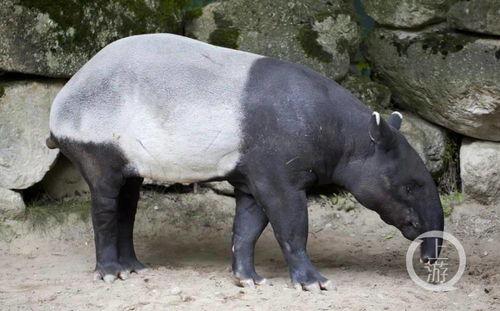 中美貘吃哈密瓜视频播放