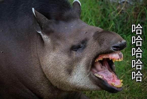 中美貘吃哈密瓜视频播放