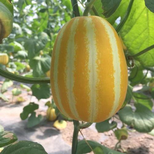 吃瓜视频在哪可以看到,吃瓜视频平台，带你轻松追踪热门事件