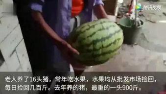 吃瓜网友全集完整版视频,揭秘网络热议背后的真相与笑料