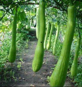 吃瓜视频大全农村,吃瓜视频大全带你领略乡村风情