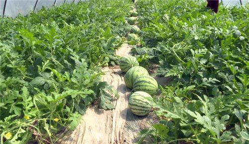 枣庄吃瓜最新事件视频,揭秘背后惊人真相