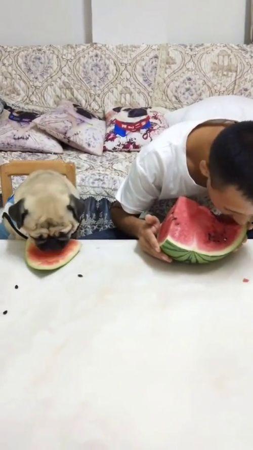 吃瓜搞笑视频大全爆笑,爆笑瞬间让你笑到肚子疼