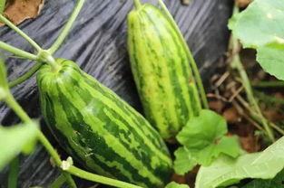 吃瓜刮瓜皮视频