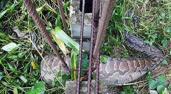 抖音大花蟒吃瓜视频,抖音视频展现野生动物生存智慧