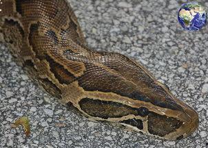 抖音大花蟒吃瓜视频,抖音视频展现野生动物生存智慧