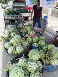 海南儋州吃瓜事件视频曝光,视频曝光引发社会关注